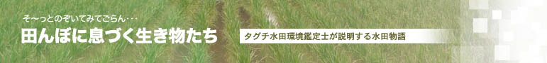 田んぼに息づく生きものたち