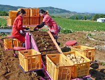 ジャガイモ掘取機を開発 選別作業も乗車で【長崎県 ７月１週号】 - nosai